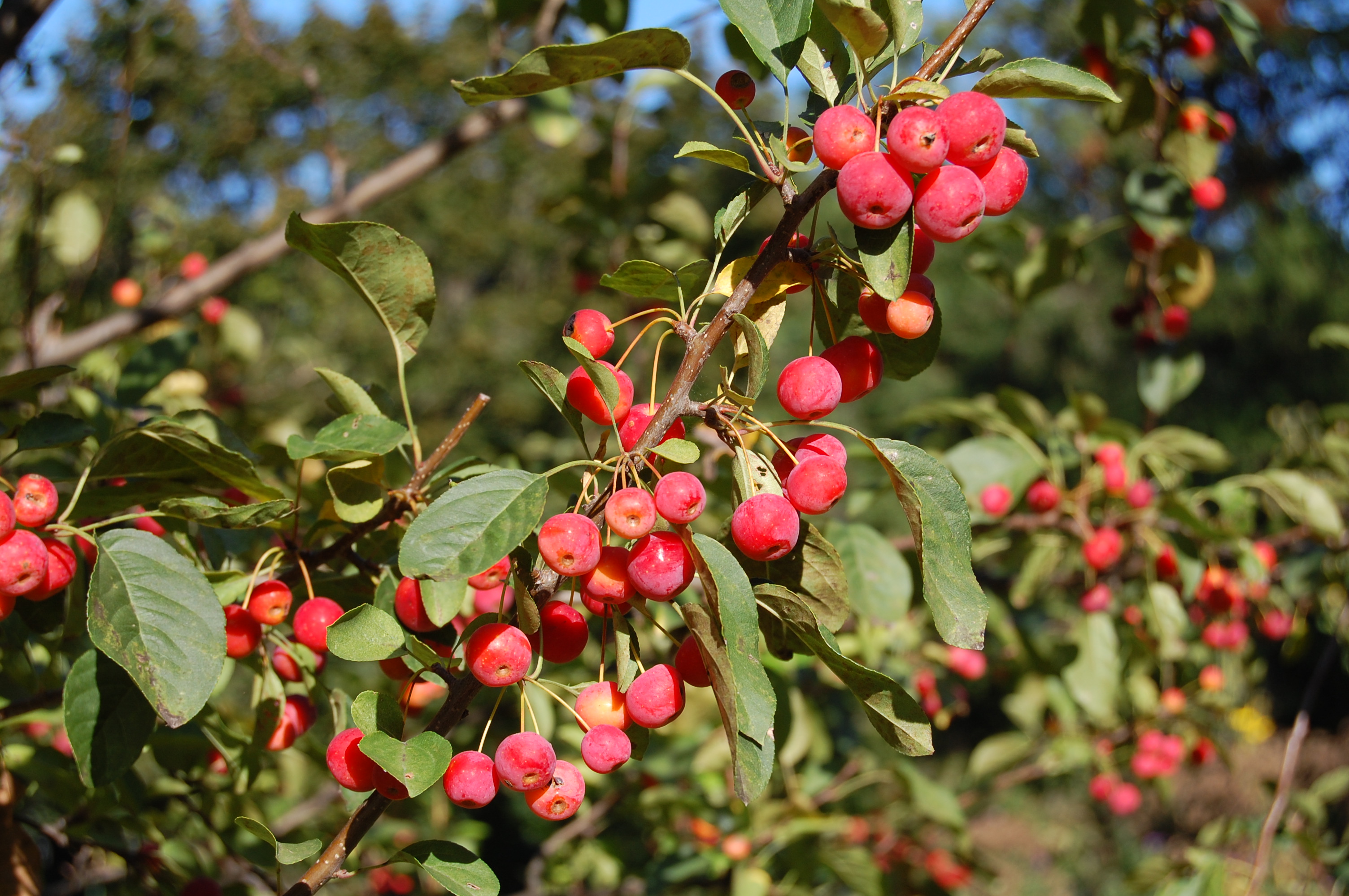 Malus spectabilis